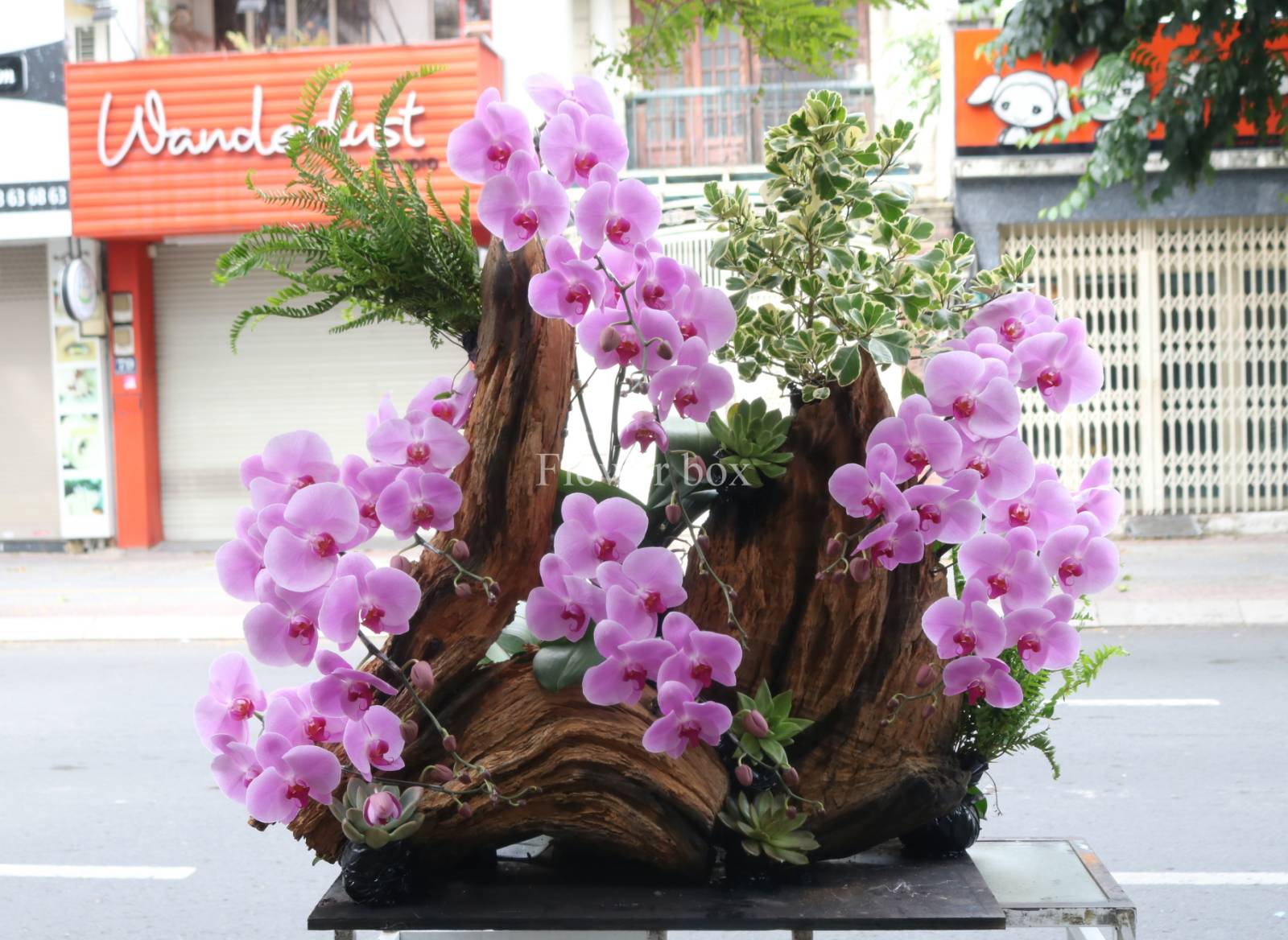 TIỂU CẢNH HOA LAN HỒ ĐIỆP 20.10 FBPN023