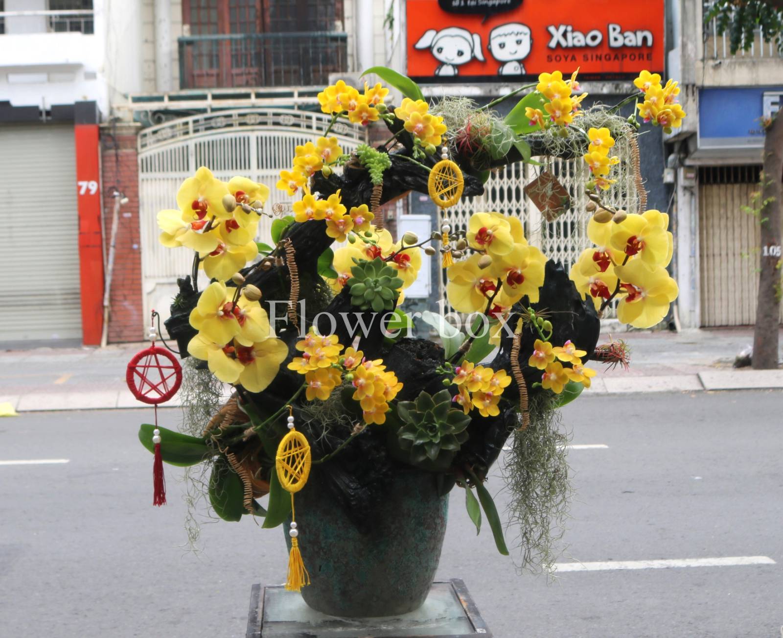 TIỂU CẢNH HOA LAN HỒ ĐIỆP 20.10 FBPN024