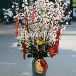Bình Hoa Tết - FBVA 096