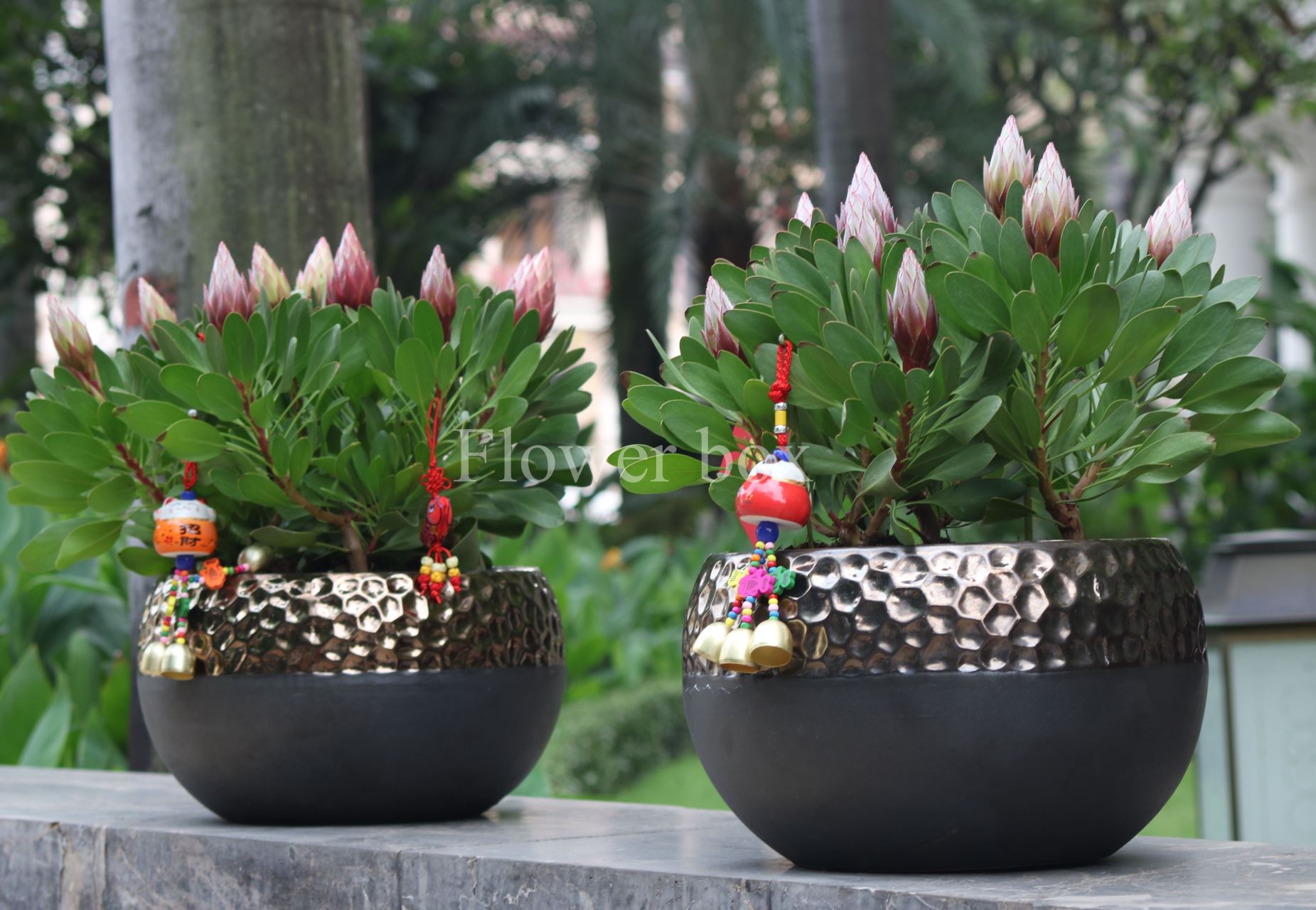 King Protea Chậu - FBFP 003