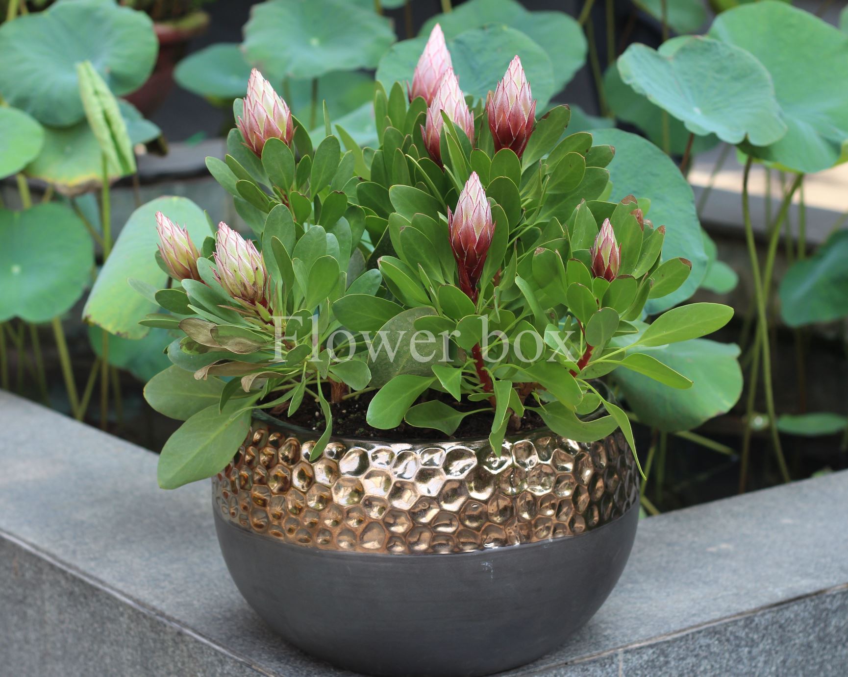 King Protea Chậu - FBFP 006