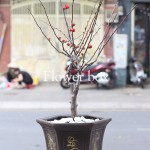 Mai Hải Đường Chậu - FBFP 004