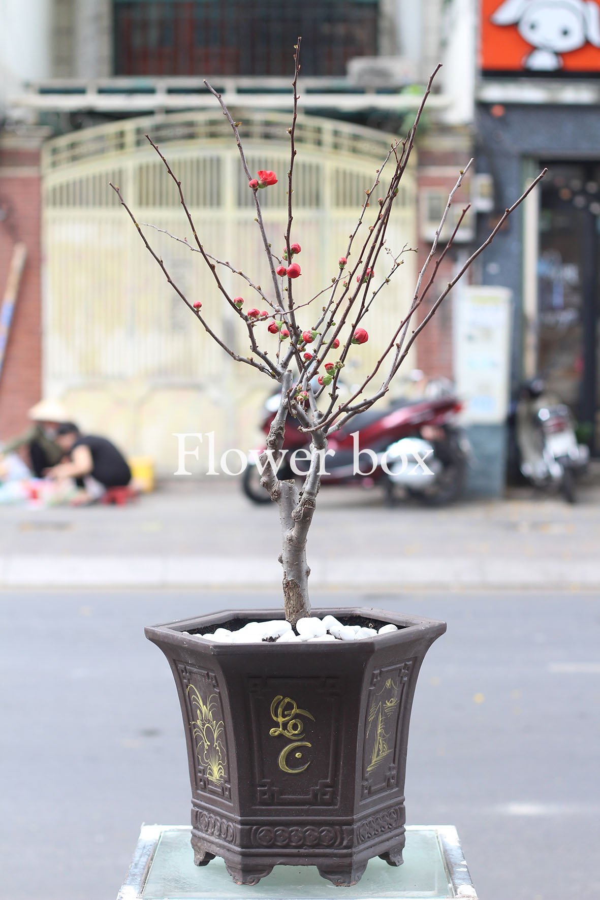 Mai Hải Đường Chậu - FBFP 004