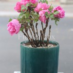 Mẫu Đơn Chậu - FBFP 002
