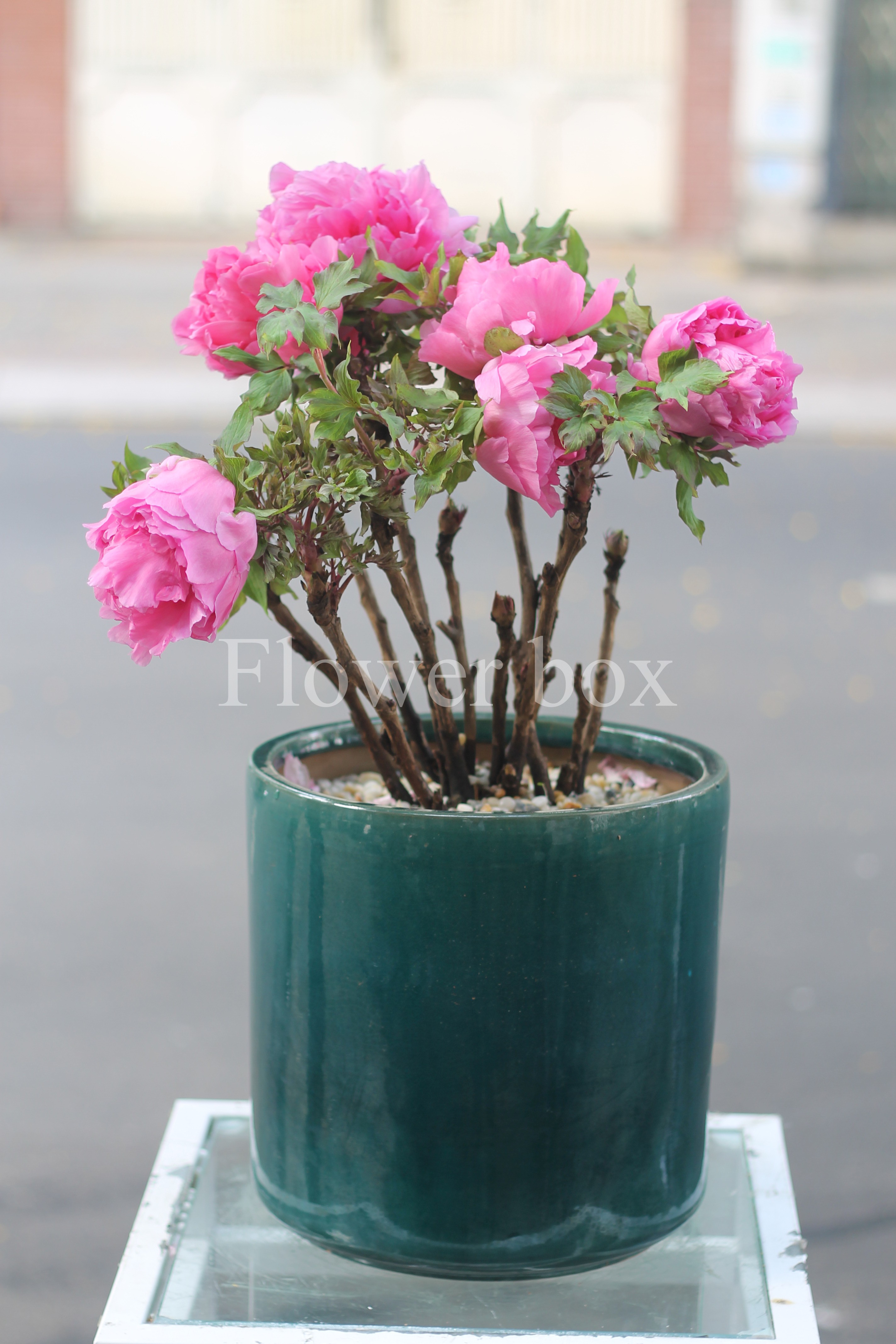 Mẫu Đơn Chậu - FBFP 002