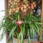 Địa Lan chậu 10 cành - FBOR 036