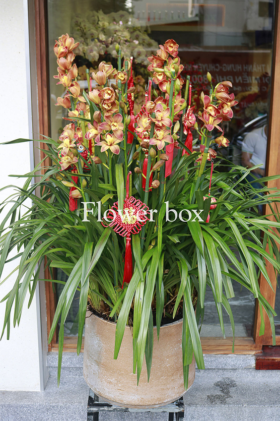 Địa Lan chậu 10 cành - FBOR 036