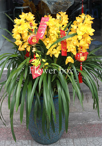 Địa Lan chậu 7 cành - FBOR 018