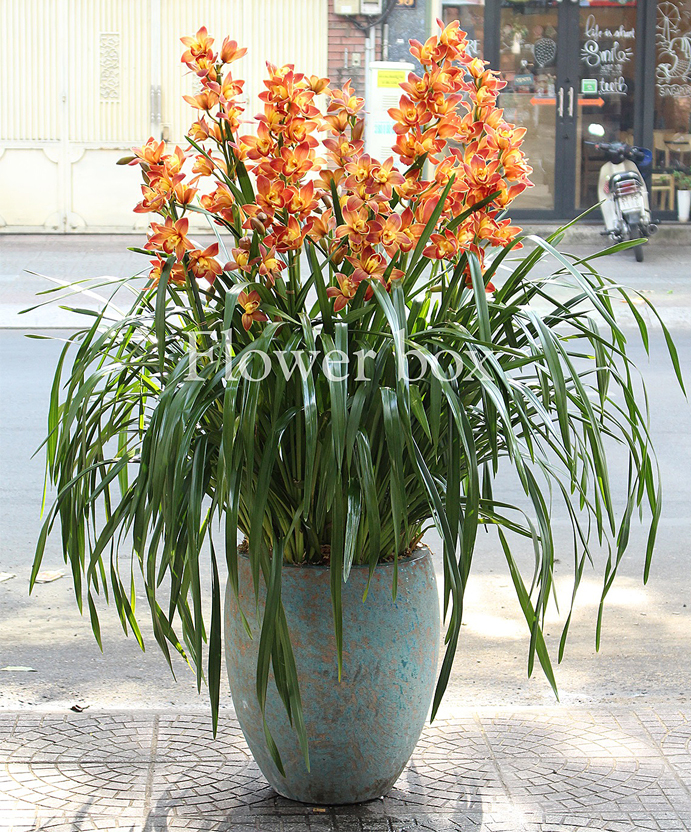 Địa Lan chậu 9 cành - FBOR 023