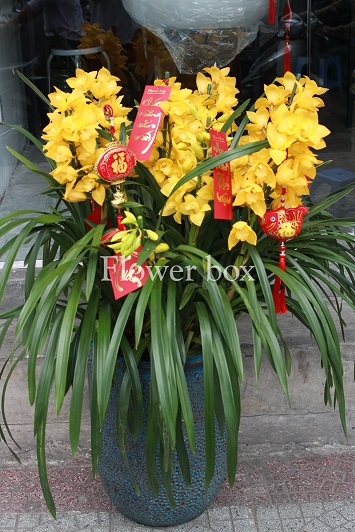 Địa Lan chậu 9 cành - FBOR 030