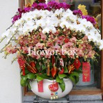 Chậu Lan Tết 70 cành - FBOR 040