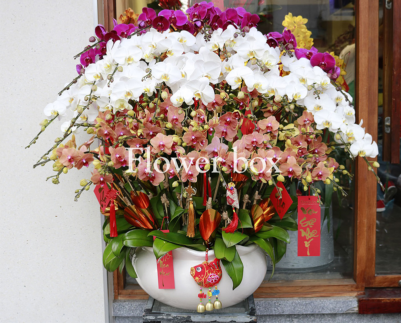 Chậu Lan Tết 70 cành - FBOR 040