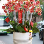 Chậu Lan Tết 15 cành - FBOR 051