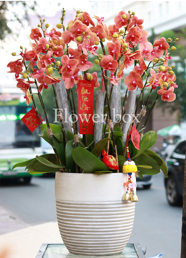 Chậu Lan Tết 15 cành - FBOR 051