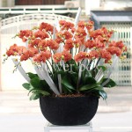 Chậu Lan Tết 20 cành - FBOR 012