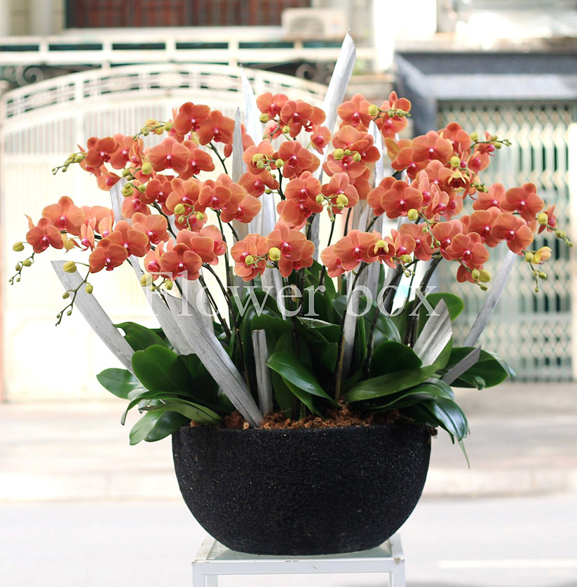 Chậu Lan Tết 20 cành - FBOR 012