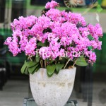 Chậu Lan Tết 30 cành - FBOR 010