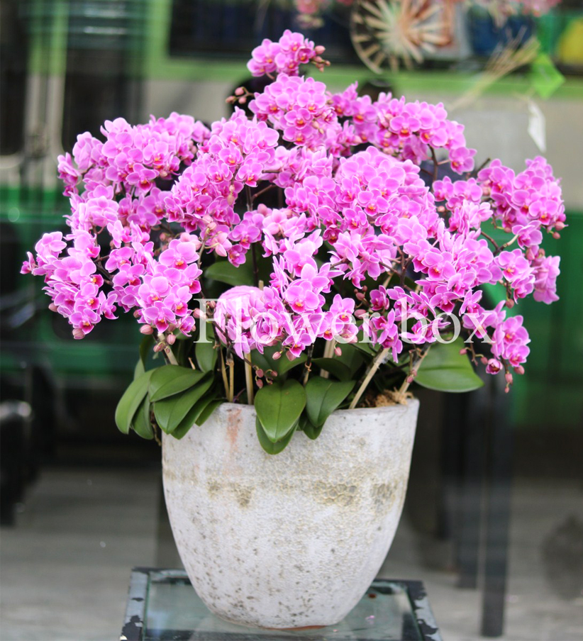 Chậu Lan Tết 30 cành - FBOR 010