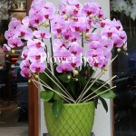 Chậu Lan Tết 10 cành - FBOR 045