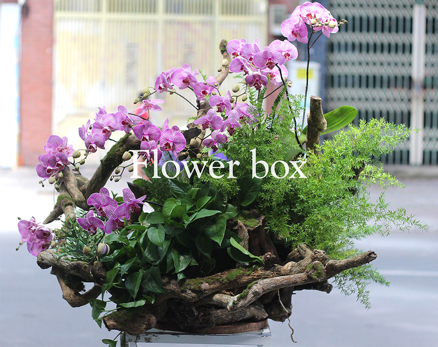 Chậu Lan Tết 12 cành - FBOR 029