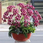 Chậu Lan Tết 13 cành - FBOR 015