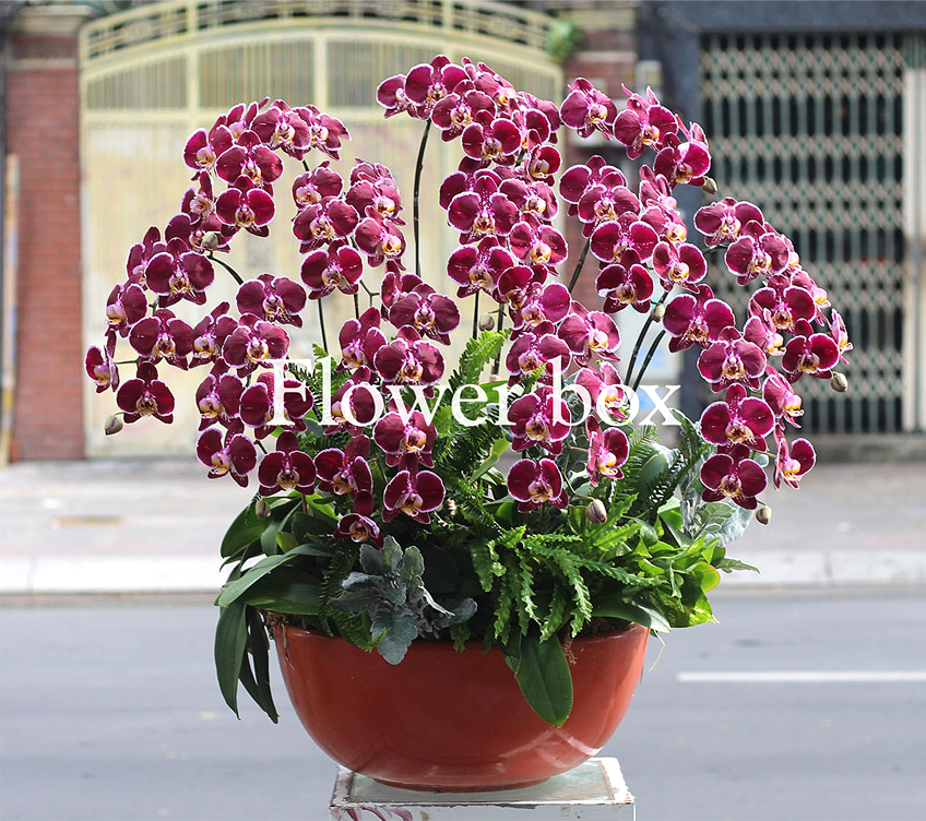 Chậu Lan Tết 13 cành - FBOR 015