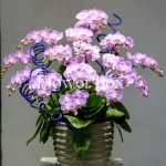 Chậu Lan Tết 15 cành - FBOR 011
