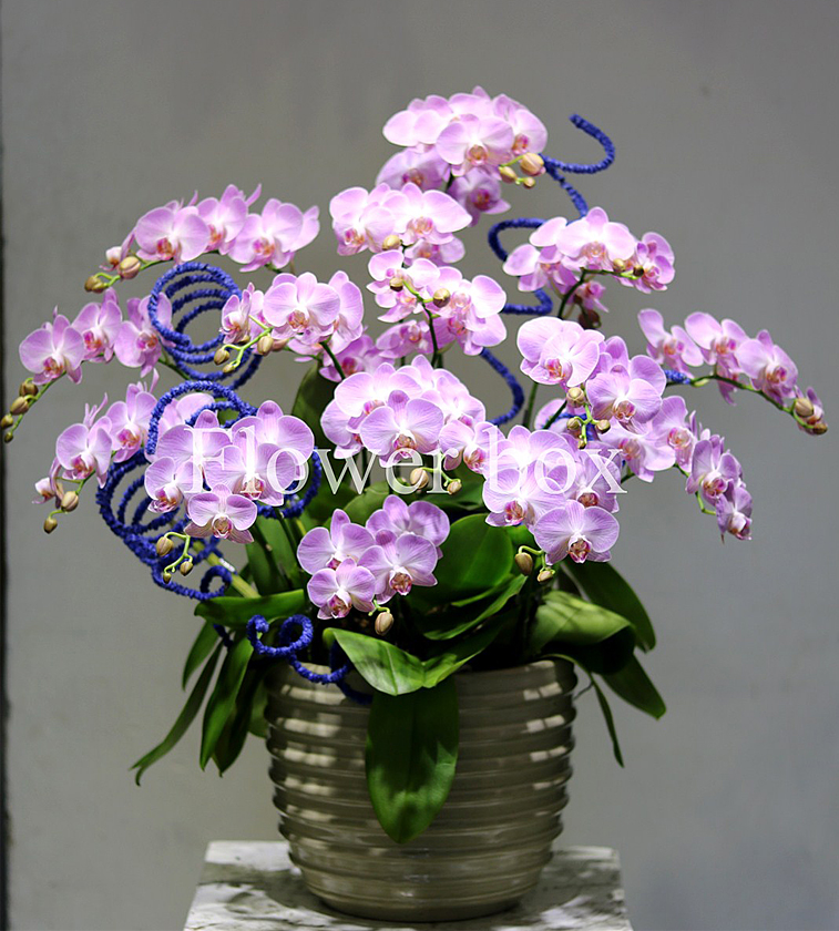 Chậu Lan Tết 15 cành - FBOR 011