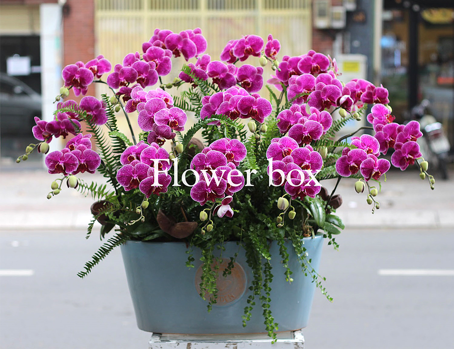 Chậu Lan Tết 18 cành - FBOR 039