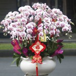 Chậu Lan Tết 20 cành - FBOR 017