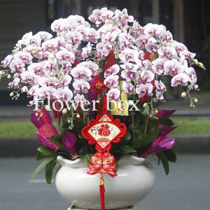 Chậu Lan Tết 20 cành - FBOR 017