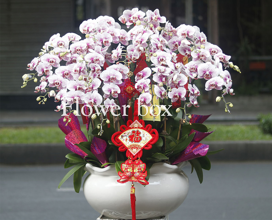 Chậu Lan Tết 20 cành - FBOR 017