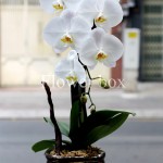 Chậu Lan Tết 1 cành - FBOR 004
