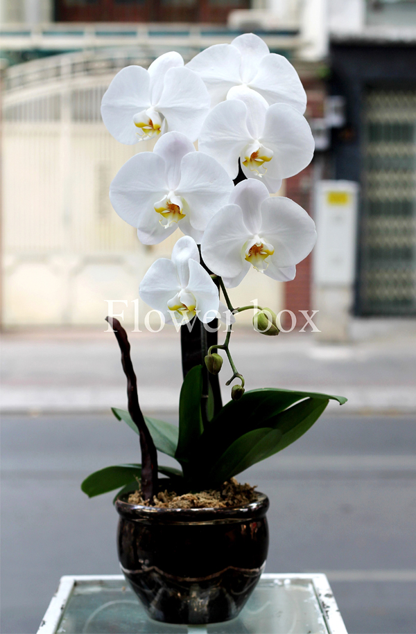 Chậu Lan Tết 1 cành - FBOR 004