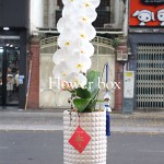 Chậu Lan Tết 1 cành - FBOR 028