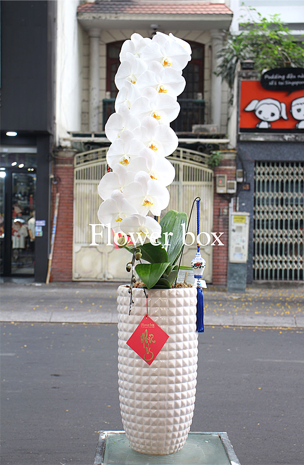 Chậu Lan Tết 1 cành - FBOR 028