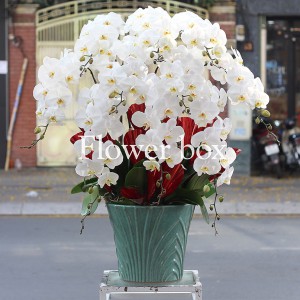 Chậu Lan Tết 10 cành - FBOR 021