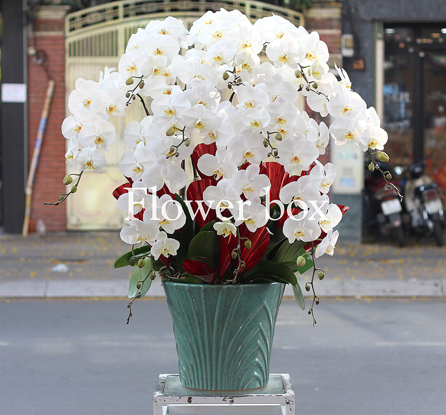 Chậu Lan Tết 10 cành - FBOR 021