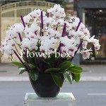 Chậu Lan Tết 20 cành - FBOR 041