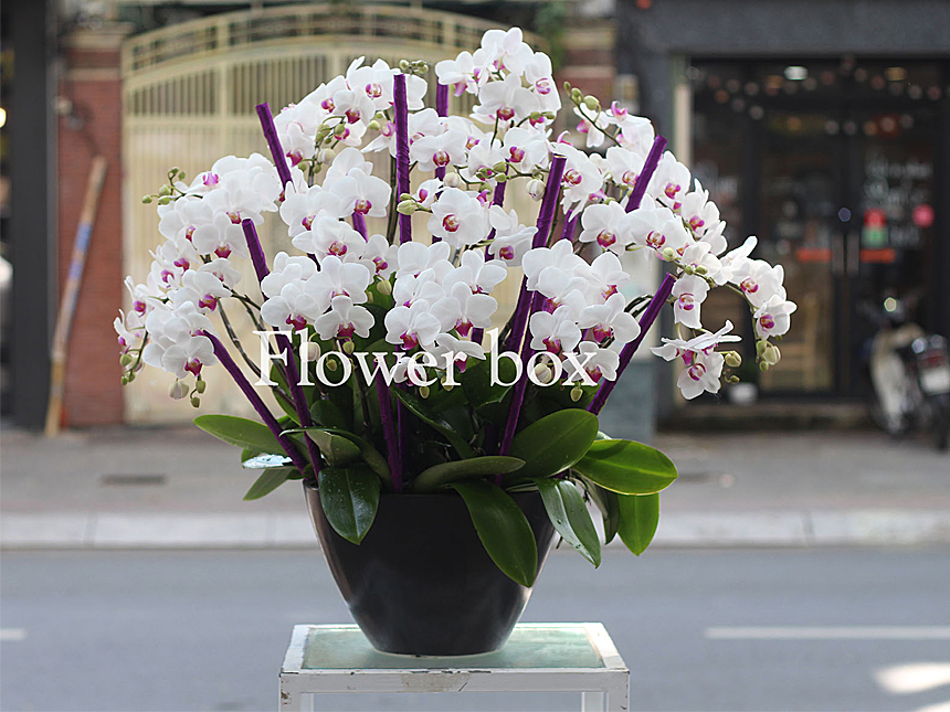 Chậu Lan Tết 20 cành - FBOR 041