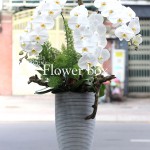 Chậu Lan Tết 3 cành - FBOR 008