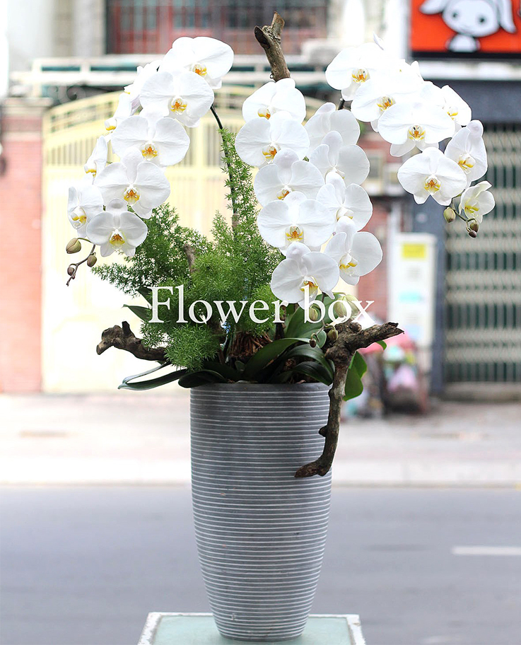 Chậu Lan Tết 3 cành - FBOR 008