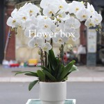 Chậu Lan Tết 5 cành - FBOR 042