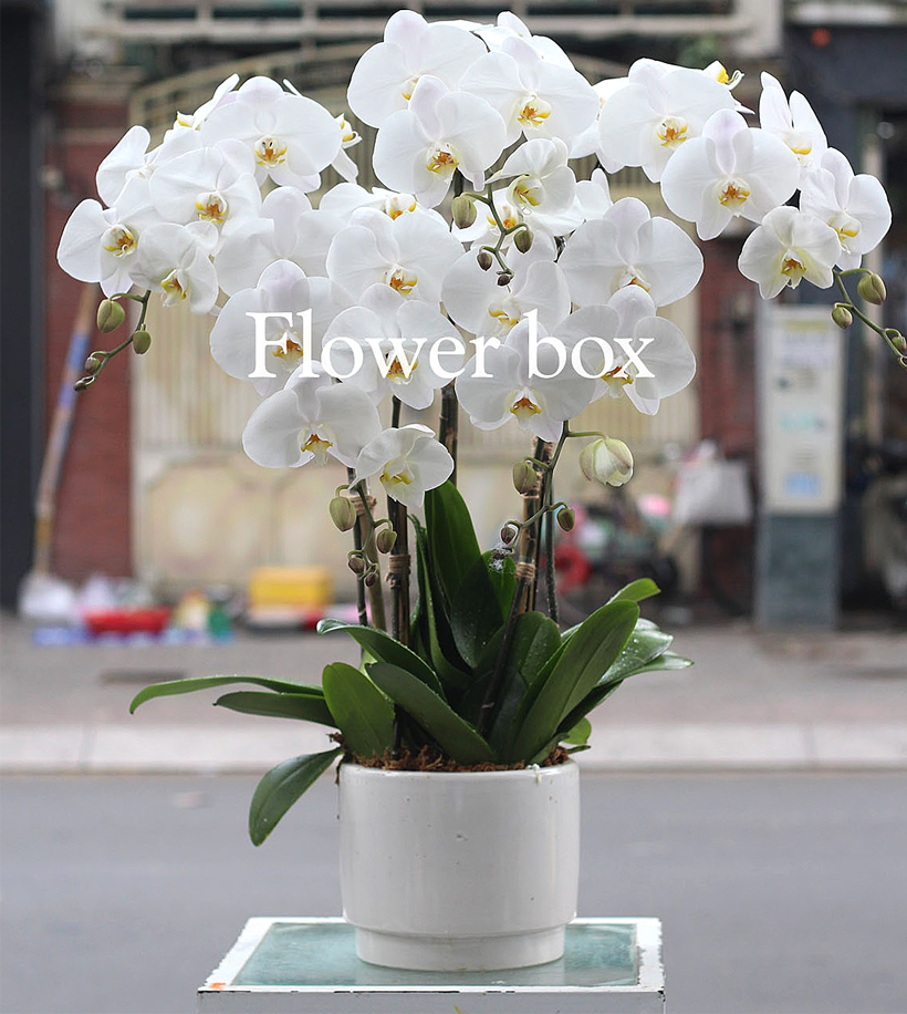 Chậu Lan Tết 5 cành - FBOR 042