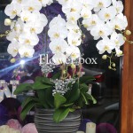 Chậu Lan Tết 6 cành - FBOR 033