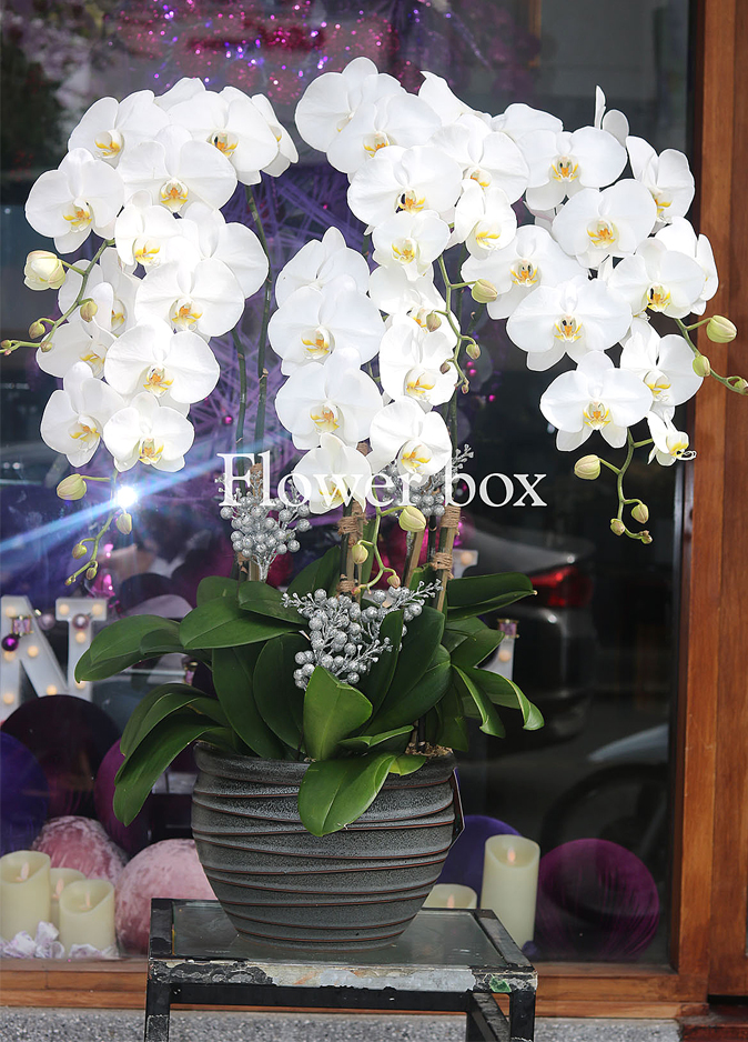 Chậu Lan Tết 6 cành - FBOR 033