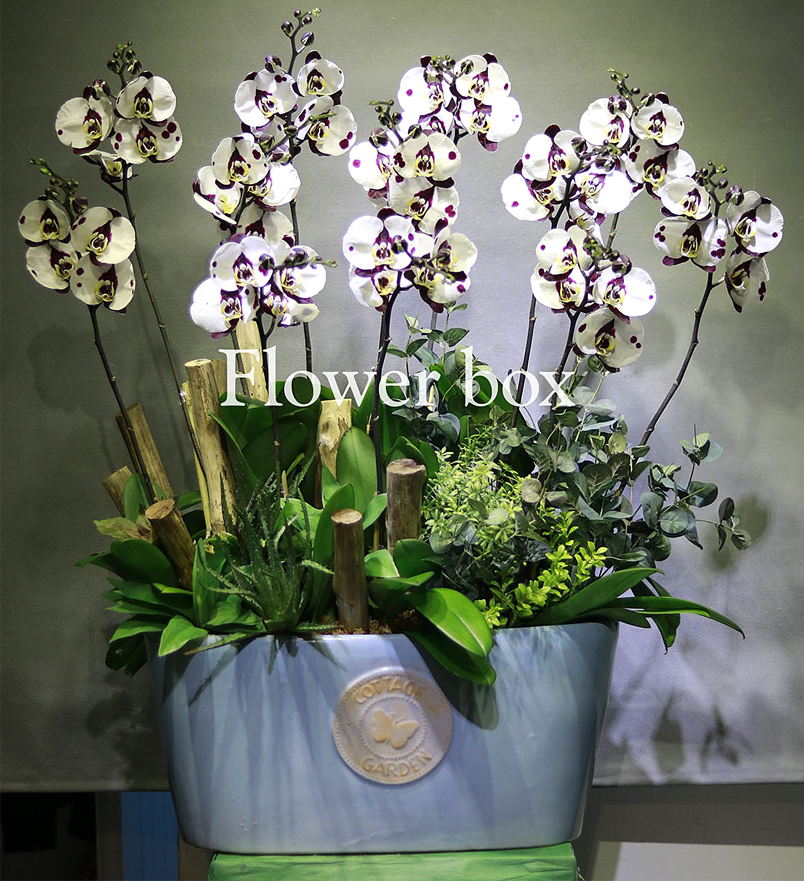 Chậu Lan Tết 12 cành - FBOR 019