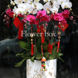 Chậu Lan Tết 12 cành - FBOR 013