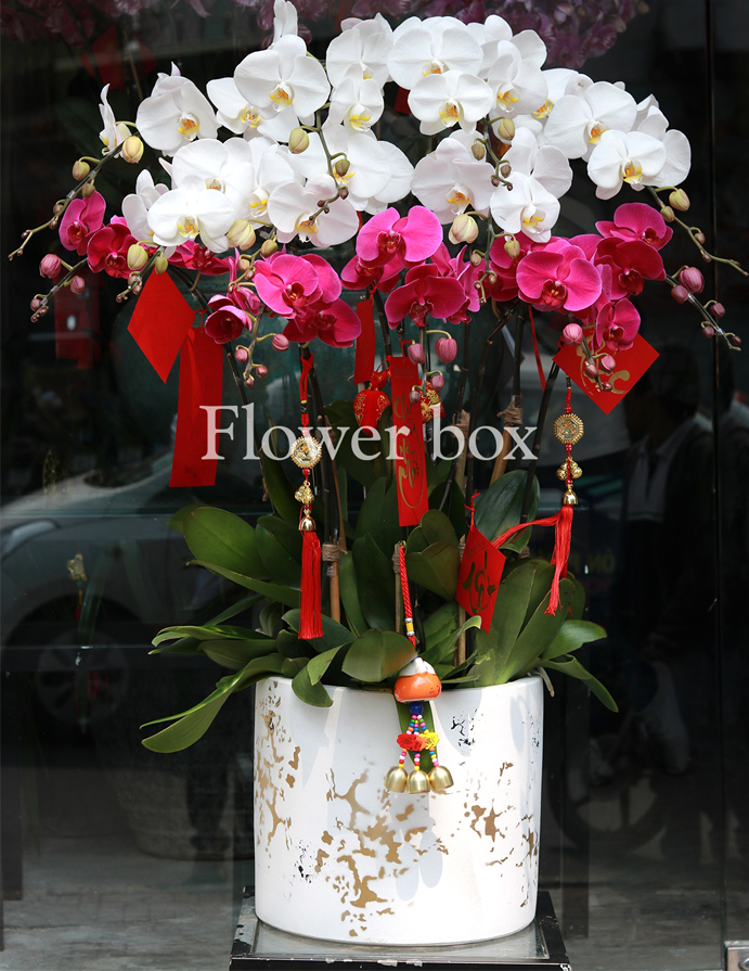 Chậu Lan Tết 12 cành - FBOR 013