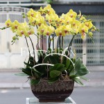 Chậu Lan Tết 12 cành - FBOR 044